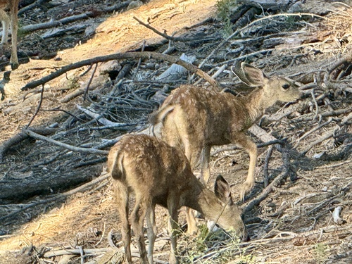 iNaturalist observation photo of Mule Deer