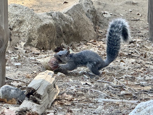 iNaturalist observation photo of Western Gray Squirrel