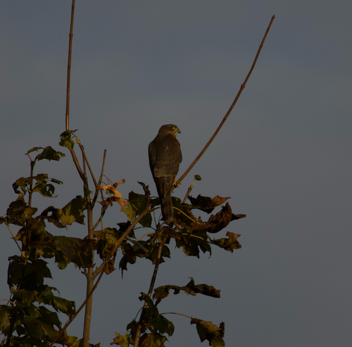 Eurasian Sparrowhawk
