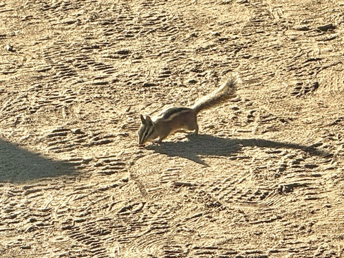 iNaturalist observation photo of Lodgepole Chipmunk