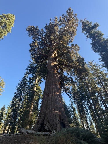 iNaturalist observation photo of giant sequoia
