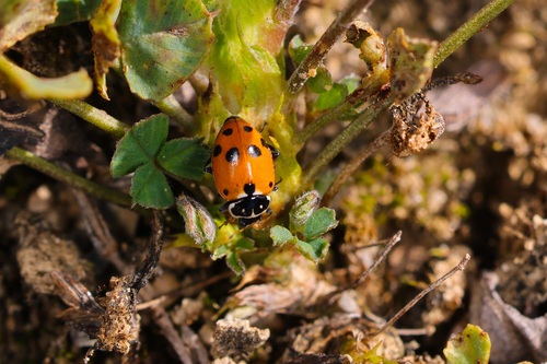 Variegated Lady Beetle