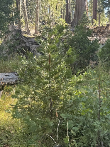 iNaturalist observation photo of California incense-cedar