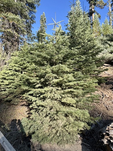 iNaturalist observation photo of white fir