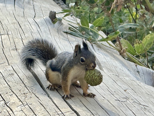 iNaturalist observation photo of Douglas's Squirrel