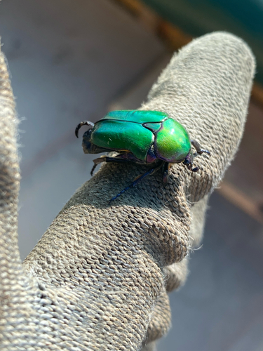 Copper Chafer