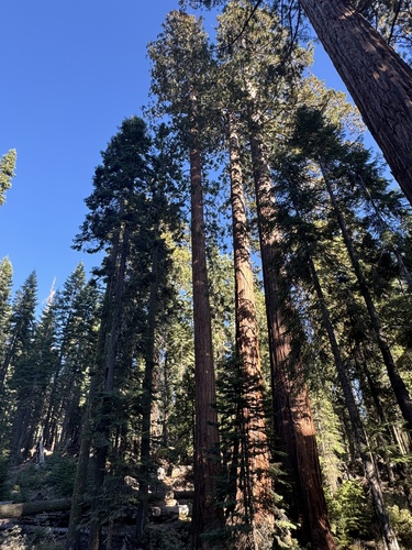 iNaturalist observation photo of giant sequoia