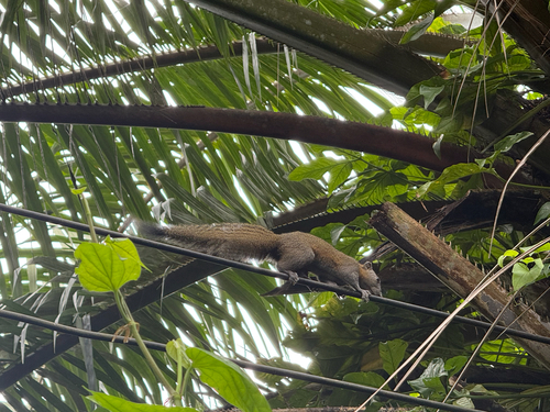 Northern Gray-bellied Squirrel