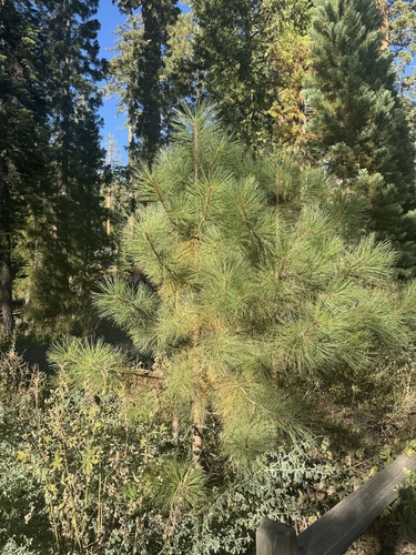 iNaturalist observation photo of Western Ponderosa Pine