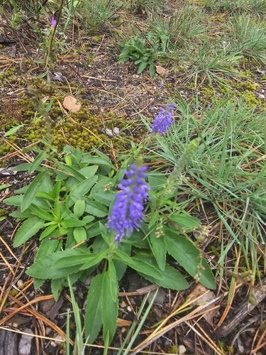 Spiked Speedwell