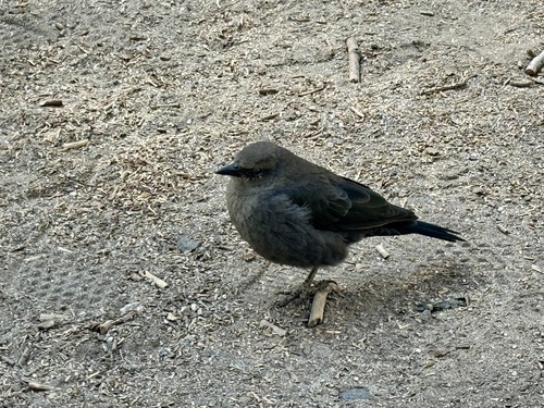 iNaturalist observation photo of Brewer's Blackbird