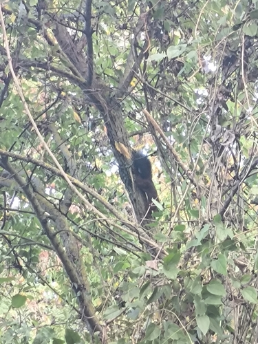 Eurasian Red Squirrel