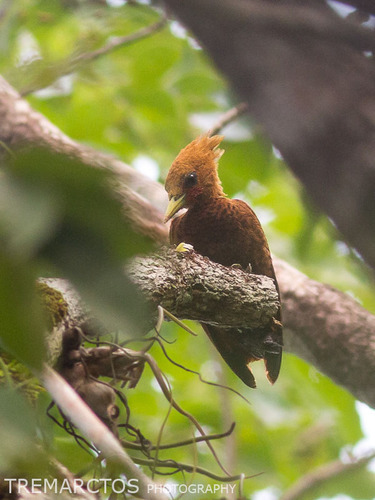 Chestnut-colored Woodpecker