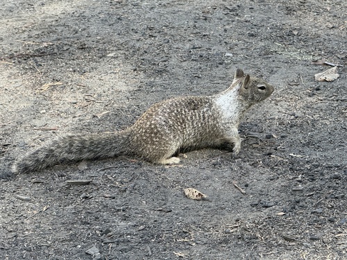 iNaturalist observation photo of California Ground Squirrel