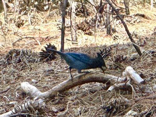 iNaturalist observation photo of Steller's Jay