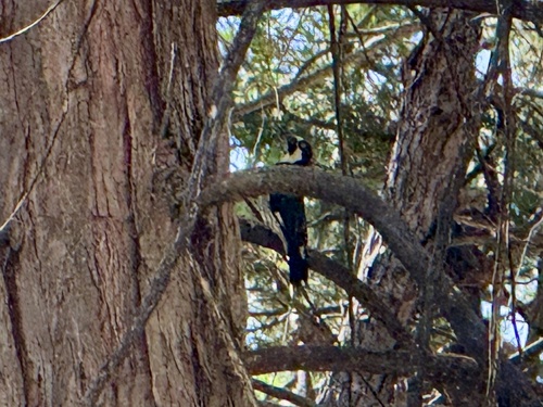 iNaturalist observation photo of Acorn Woodpecker