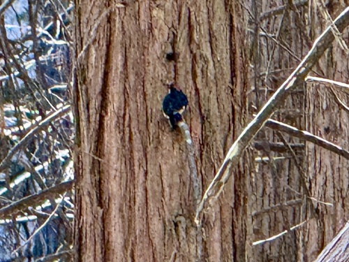 iNaturalist observation photo of Acorn Woodpecker