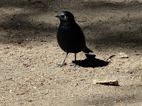 iNaturalist observation photo of Brewer's Blackbird