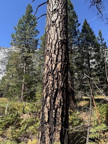 iNaturalist observation photo of Western Ponderosa Pine