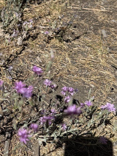 iNaturalist observation photo of Sierra lessingia