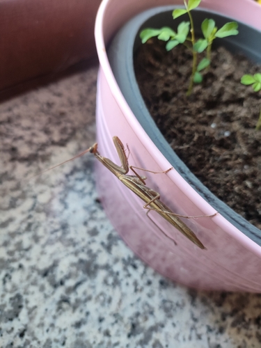 European Mantis