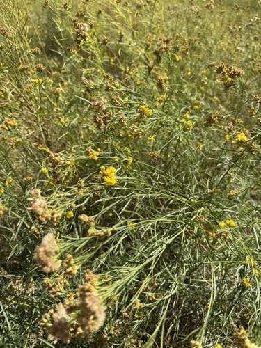 iNaturalist observation photo of western goldenrod