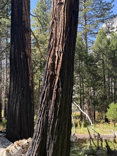 iNaturalist observation photo of California incense-cedar