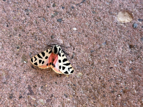 Immaculate Tiger Moth