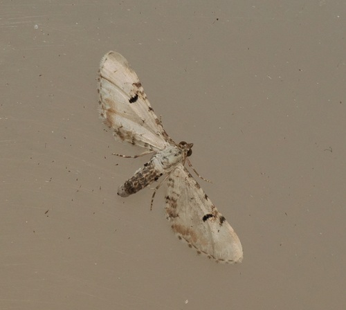 Lime-speck Pug