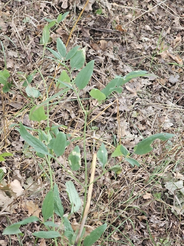 Erect Clematis