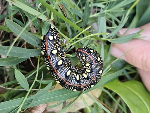Leafy Spurge Hawkmoth