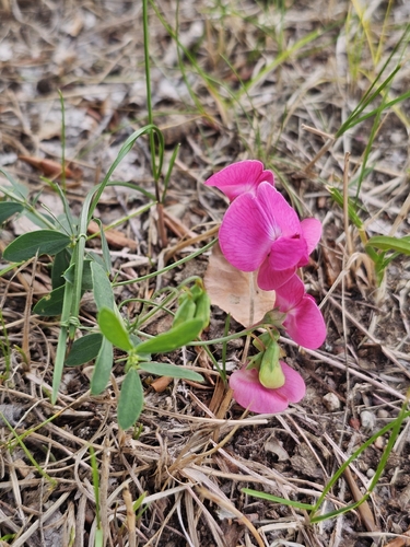 tuberous pea