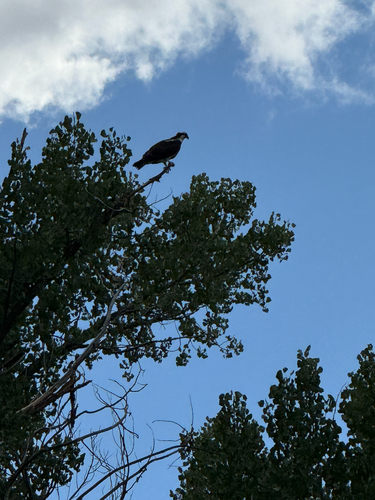 Osprey
