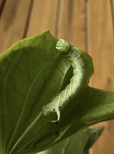 Convolvulus Hawkmoth