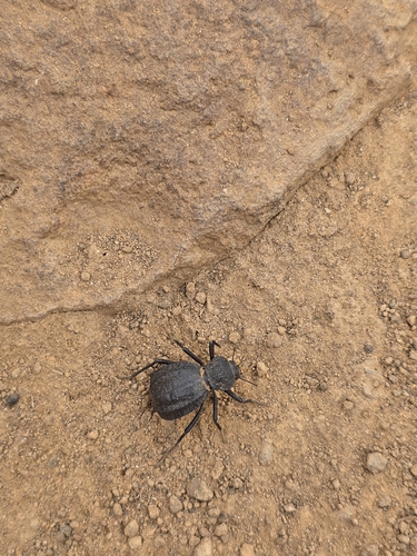 Philolithus densicollis