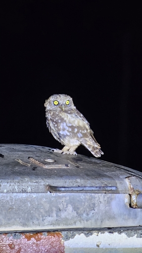 Little Owl
