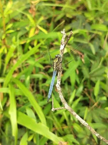 Slender Blue Skimmer