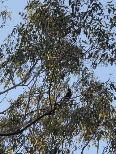 Yellow-tailed Black Cockatoo
