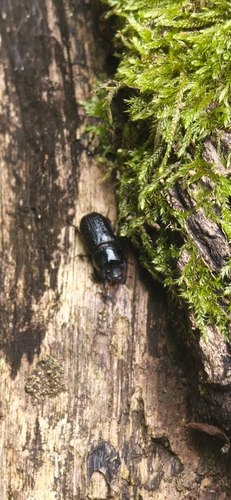 Horned Stag Beetle