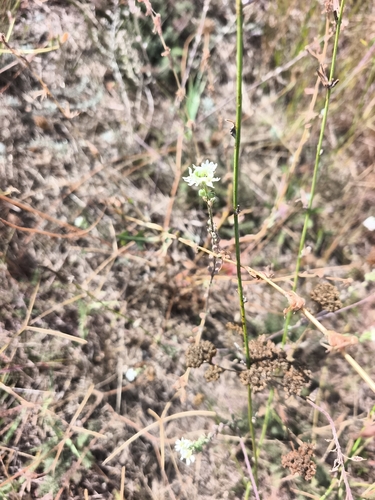 hoary alyssum