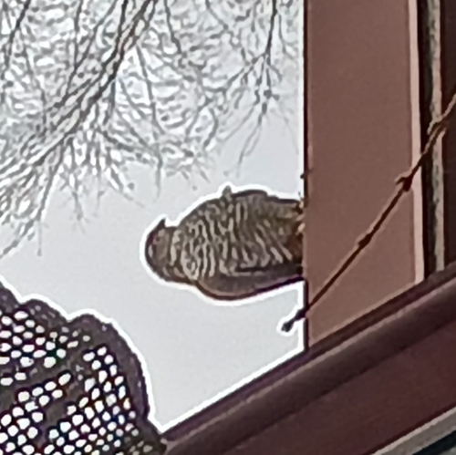Eurasian Sparrowhawk