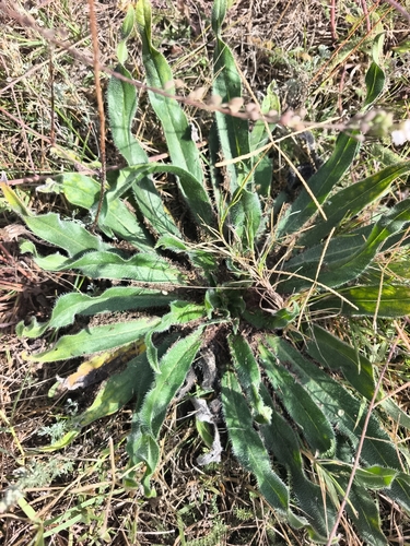 Pale Bugloss