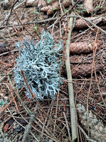 tree moss