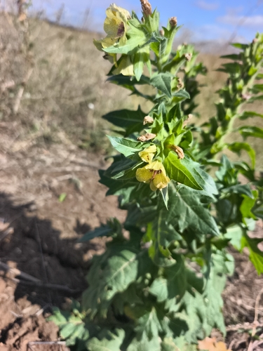 black henbane