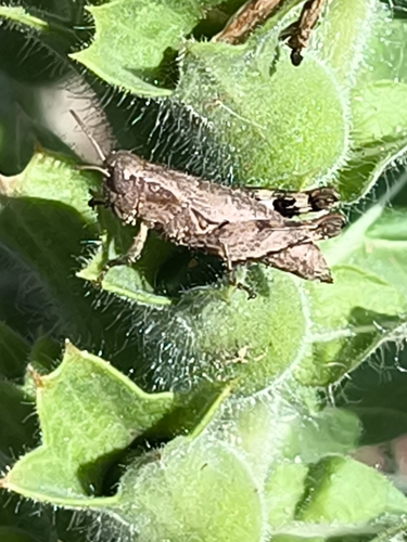 Common Maquis Grasshopper