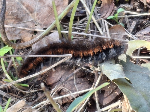 Fox Moth