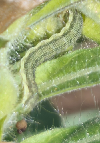 Cotton Bollworm Moth