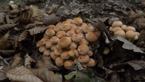 Sulphur Tuft