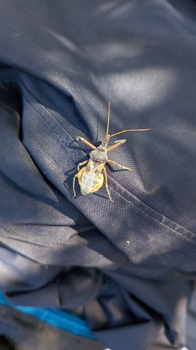 Common Assassin Bug