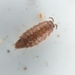 Common Pygmy Woodlouse - Photo (c) Frederik Leck Fischer, all rights reserved, uploaded by Frederik Leck Fischer